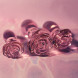 Dream Toys Glaze Glass Rosebud Anal Traning Set Pink